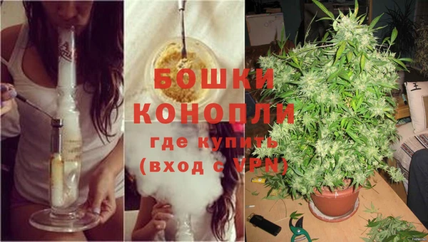прущие грибы Белокуриха